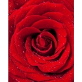 Алмазная вышивка камнями Color KIT "Красная роза" 